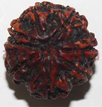 8 mukhi 27961 21mm